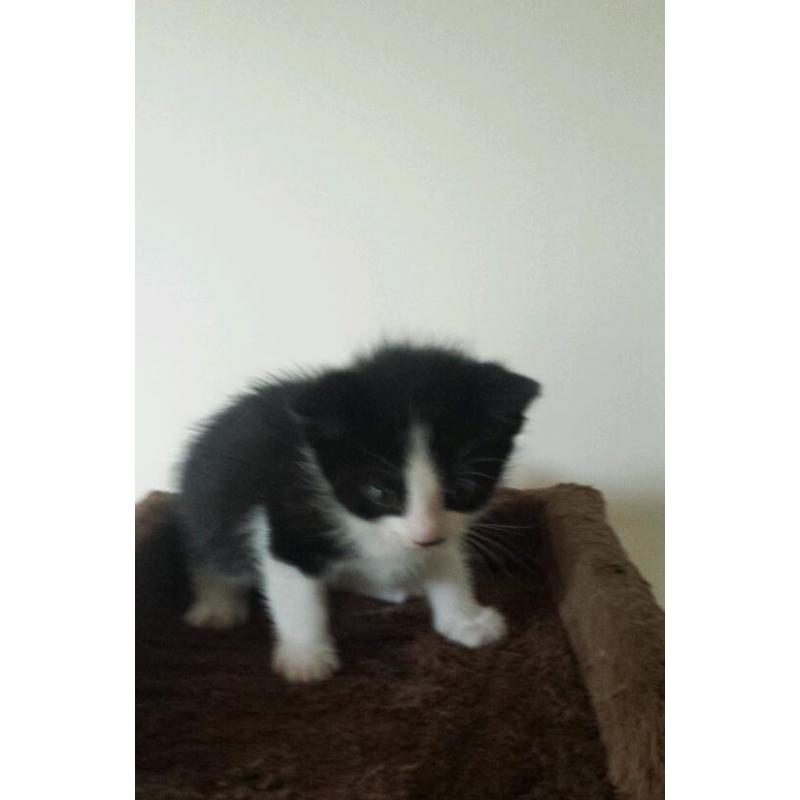3 Black and white kitten