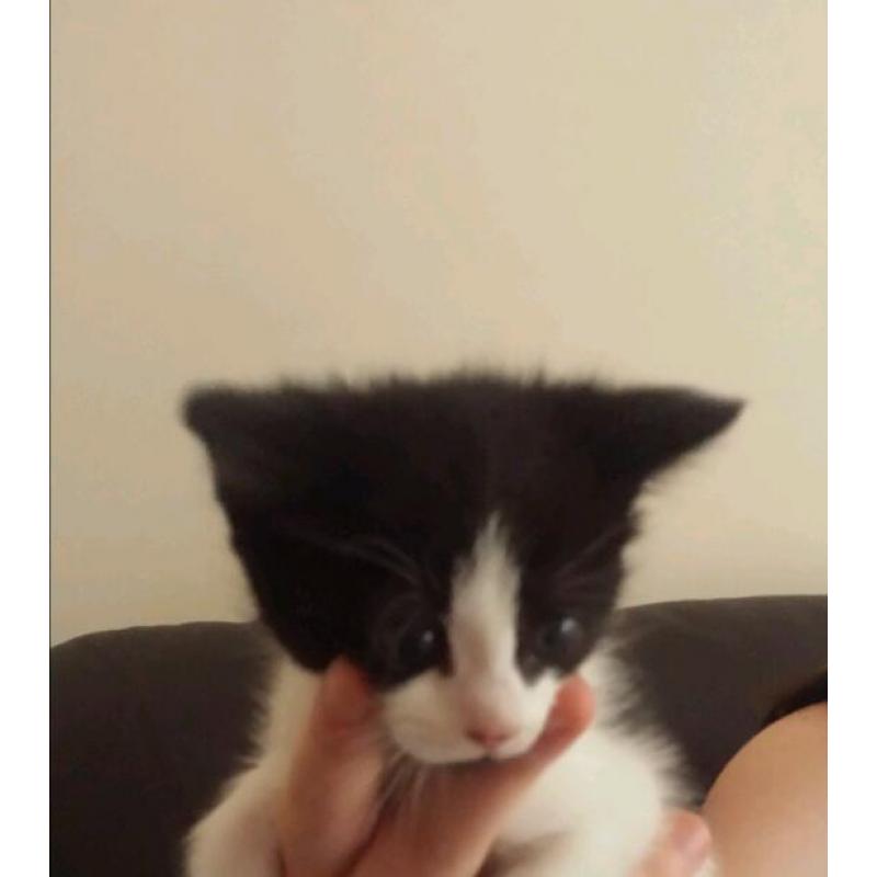 3 Black and white kitten