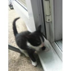 3 Black and white kitten