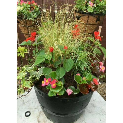 Beautiful Barrel planter