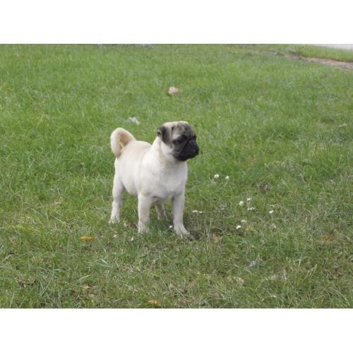 Very Nice,Beatiful Full Pug Boy!!