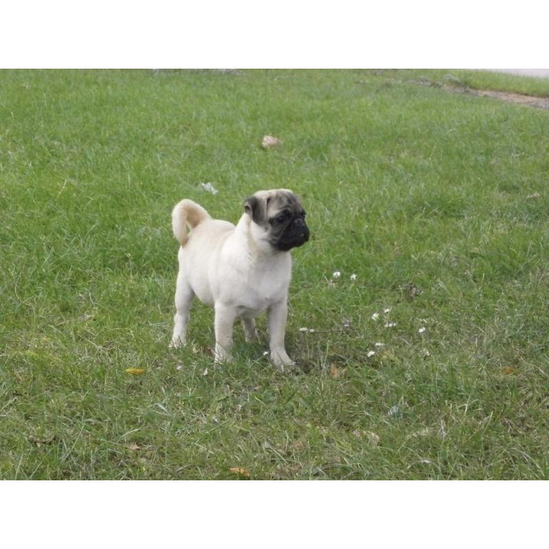 Very Nice,Beatiful Full Pug Boy!!