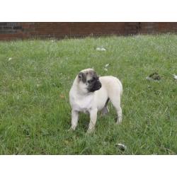 Very Nice,Beatiful Full Pug Boy!!