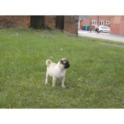 Very Nice,Beatiful Full Pug Boy!!