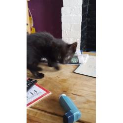 Kittens for sale