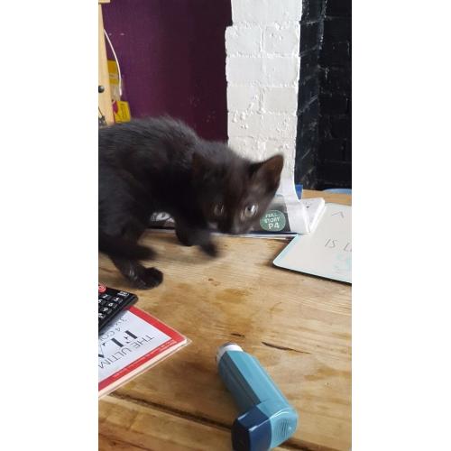 Kittens for sale