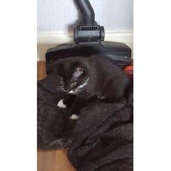 Kittens for sale