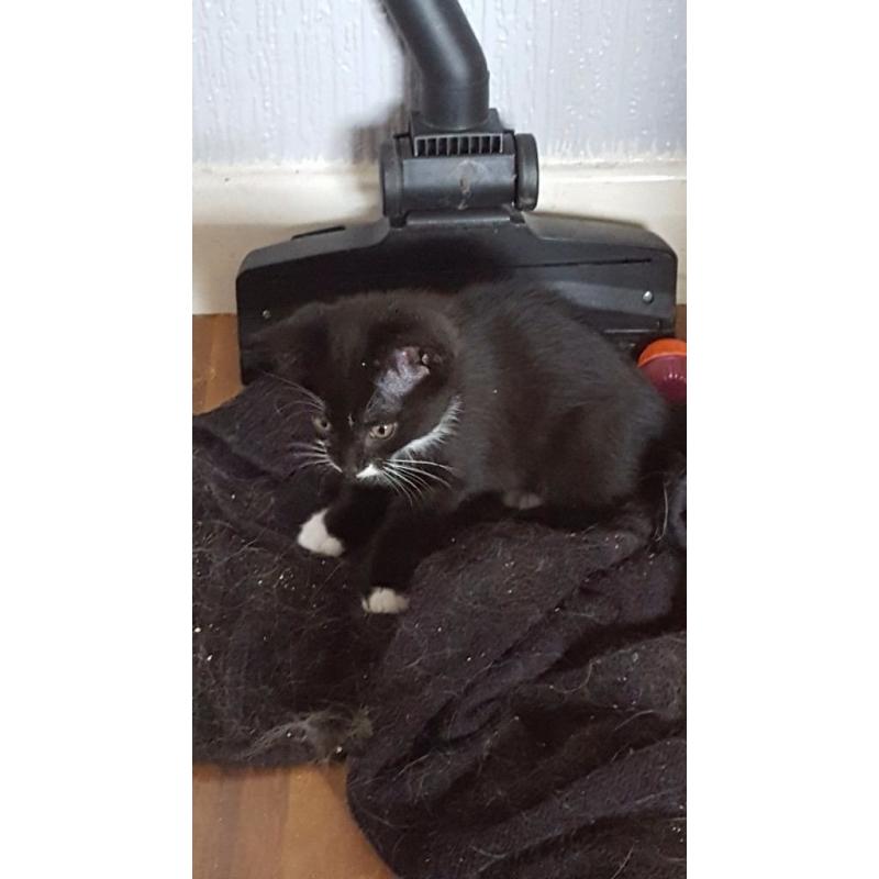 Kittens for sale