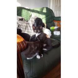 Kittens for sale