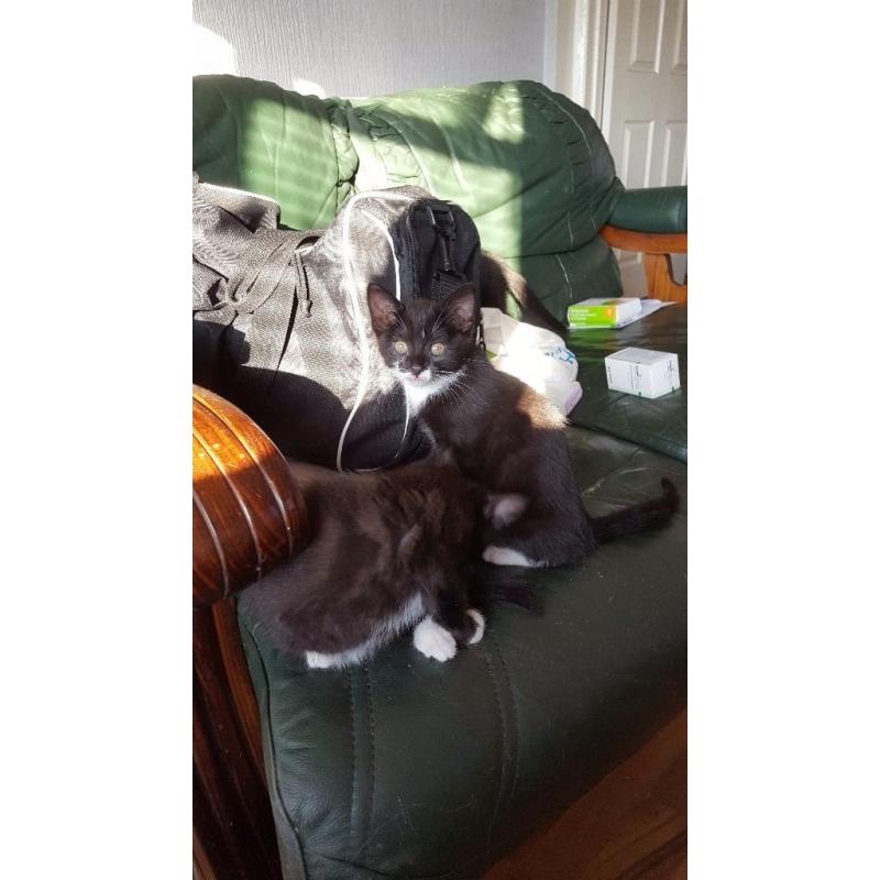 Kittens for sale