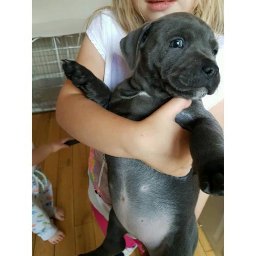 Pick of the litter kc blue staffy