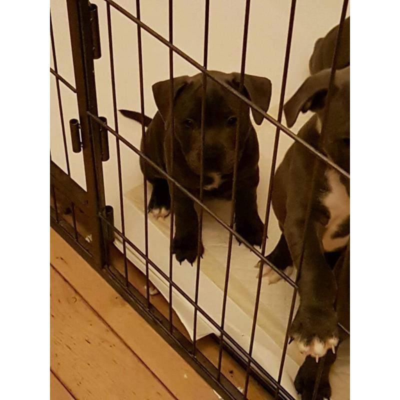 Pick of the litter kc blue staffy