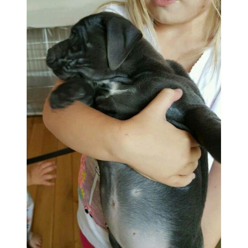 Pick of the litter kc blue staffy