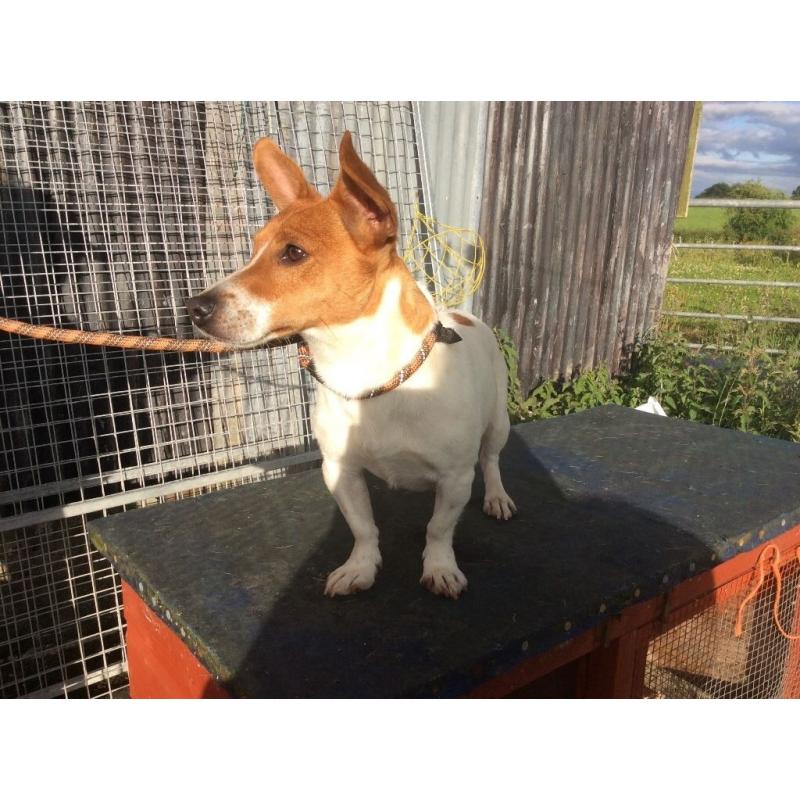 Jack russell male