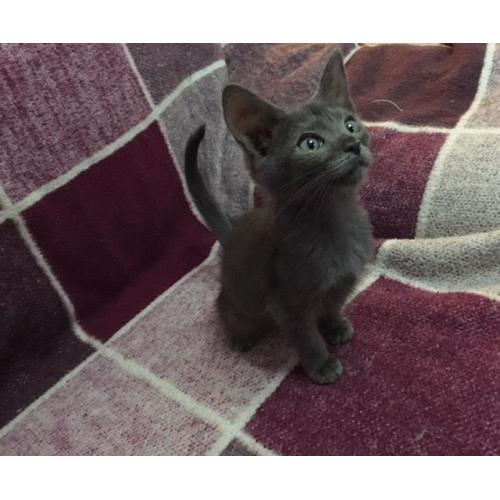 Siamese cat blue kitten lilac point old fashioned oriental blue eyes