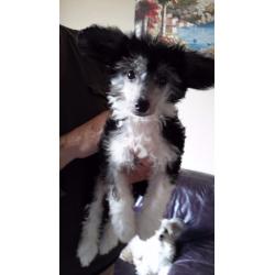 KC registered Chinese Crested Puppies for sale