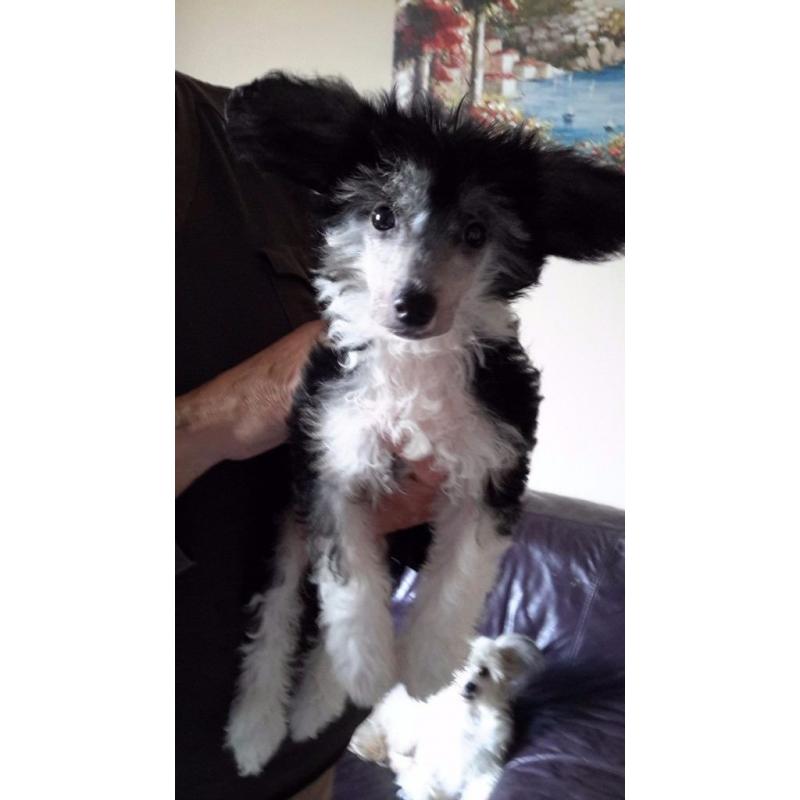 KC registered Chinese Crested Puppies for sale