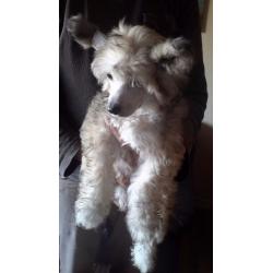 KC registered Chinese Crested Puppies for sale