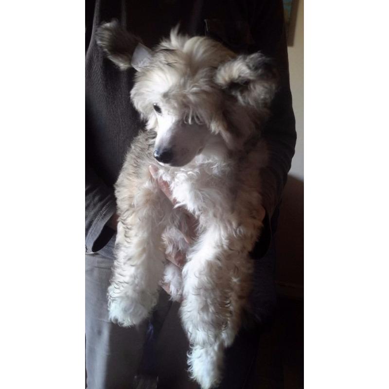 KC registered Chinese Crested Puppies for sale