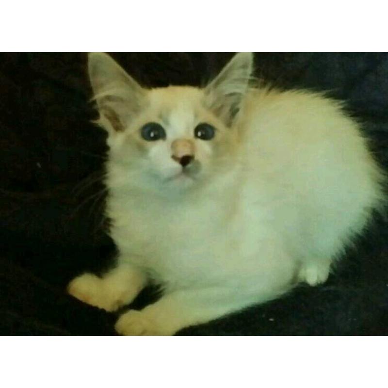 Absolutely gorgeous Ragdoll x Siamese kittens
