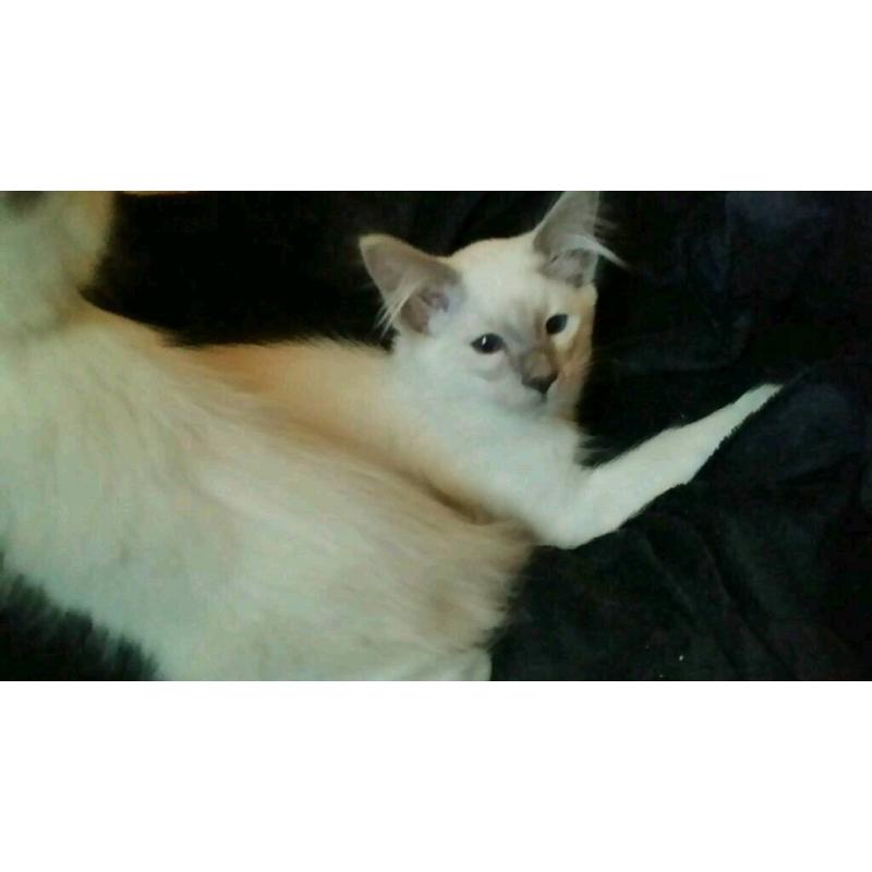 Absolutely gorgeous Ragdoll x Siamese kittens