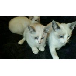 Absolutely gorgeous Ragdoll x Siamese kittens
