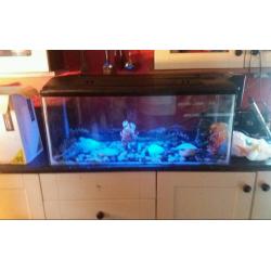 3ft fish/aquarium tank