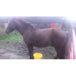 Full bred pacer for sale
