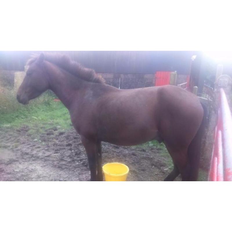 Full bred pacer for sale