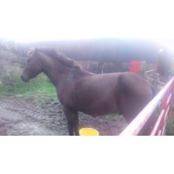 Full bred pacer for sale