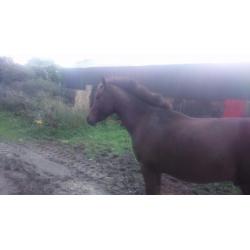 Full bred pacer for sale
