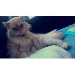 WANTED: flat share in Moray!!