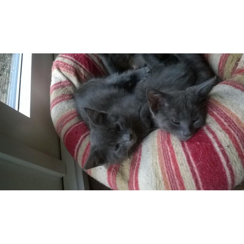 2 Kittens for Sale available now male and female in Fife