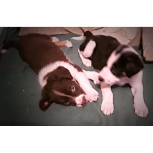 Rare tri-red & black, white and tan Border Collie pups for sale