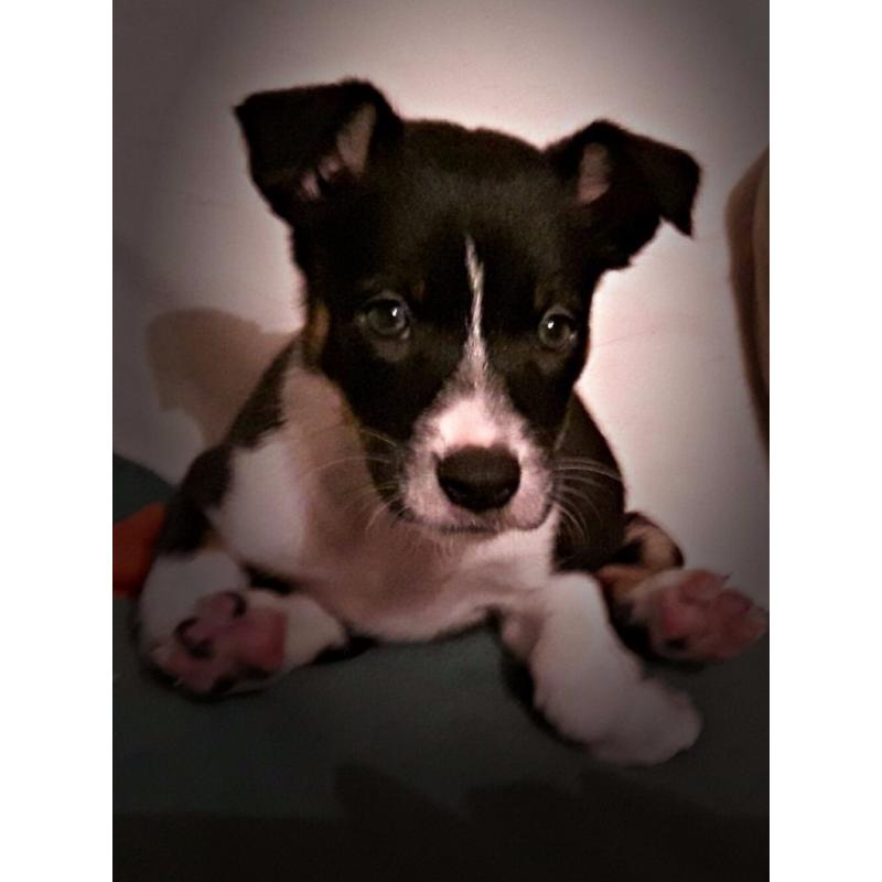 Rare tri-red & black, white and tan Border Collie pups for sale