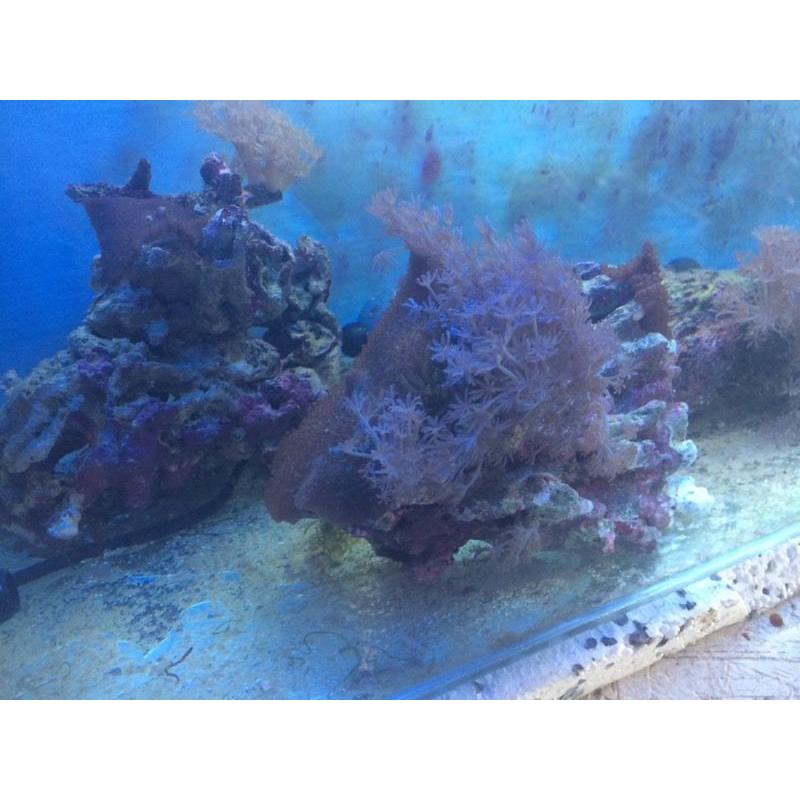 marine corals