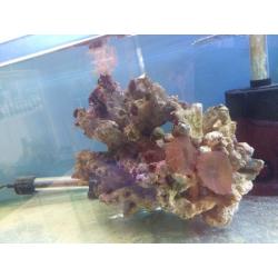 marine corals