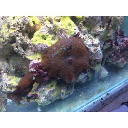 marine corals