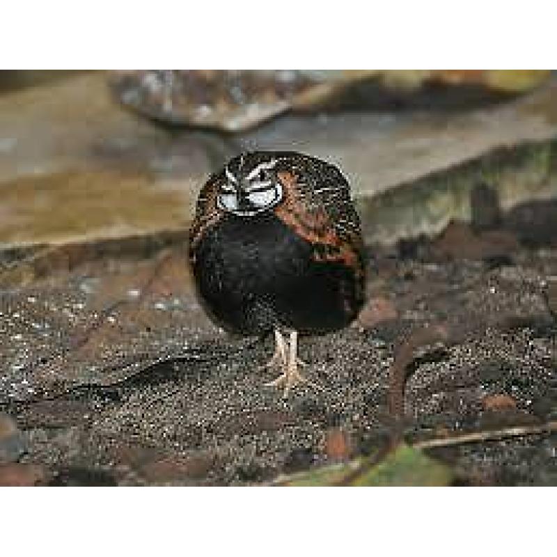Quail