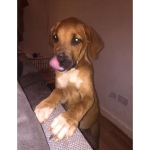 Bullmastiff/Presa canario mastiff for sale