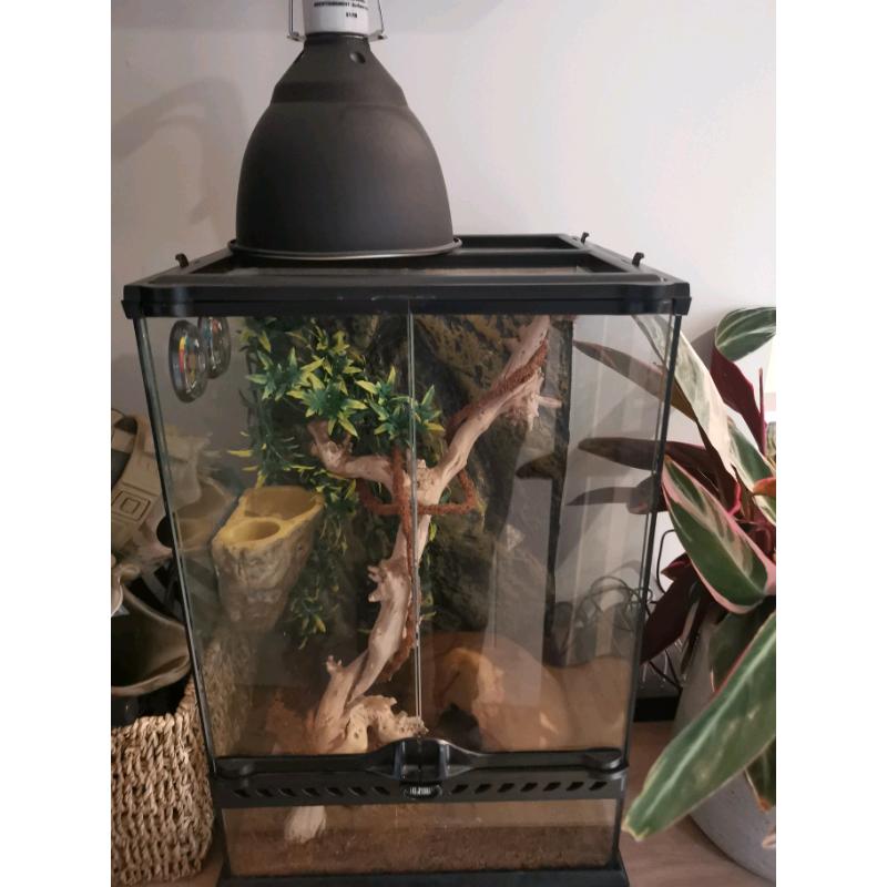 Eco terra arboreal viv crested gecko