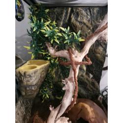 Eco terra arboreal viv crested gecko