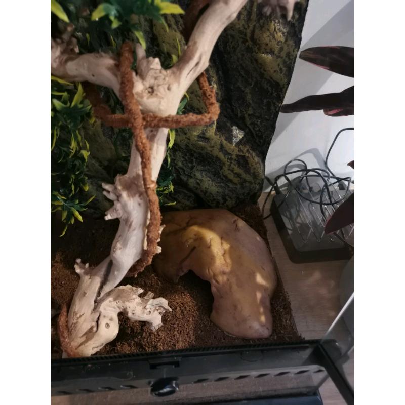 Eco terra arboreal viv crested gecko