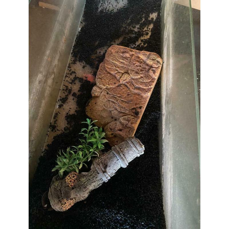80l Turtle tank (comes with accessories)