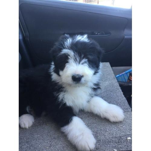 Bearded Collie Puppies