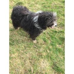 Bearded Collie Puppies