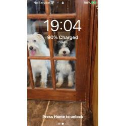 Bearded Collie Puppies