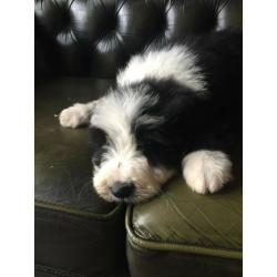 Bearded Collie Puppies