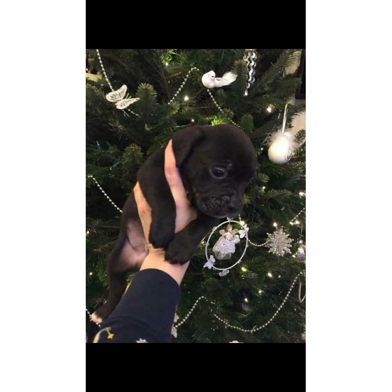 ***All sold***Very rare silver, charcoal, brindle and black labrador cross puppies