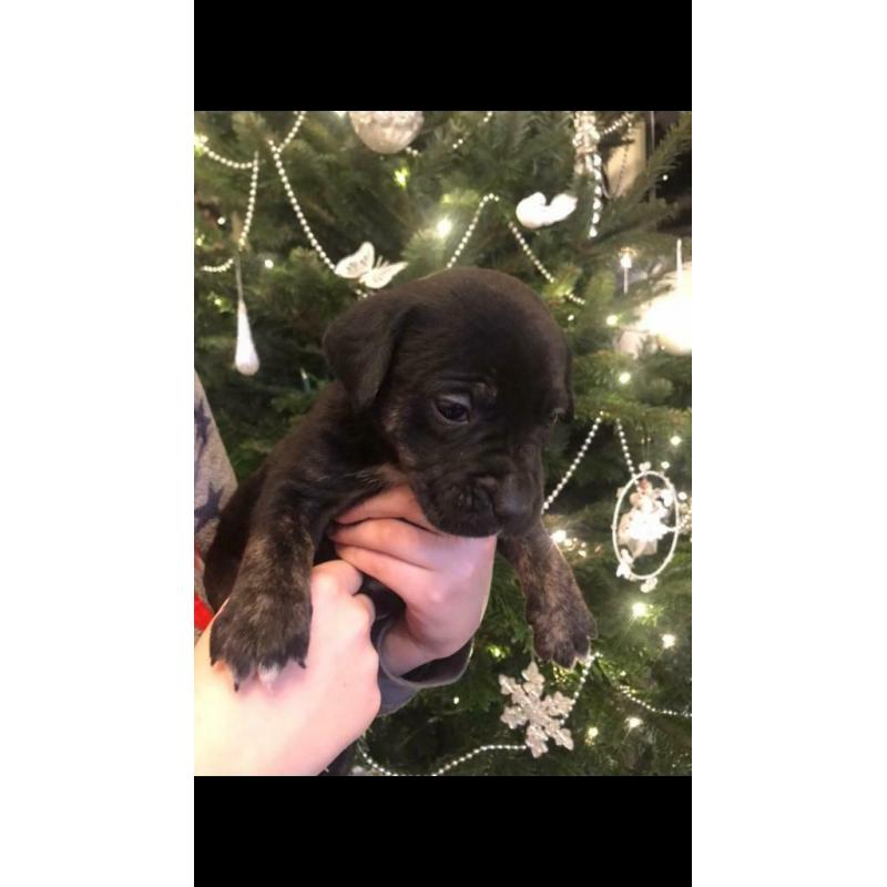 ***All sold***Very rare silver, charcoal, brindle and black labrador cross puppies